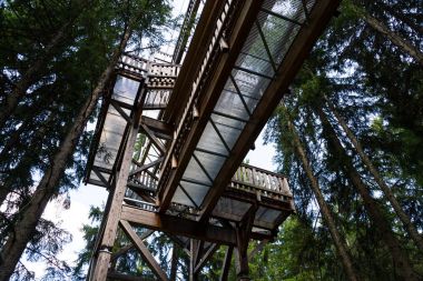 En yüksek ağaç taç iz Avrupa'da, Saalbach-Hinterglemm Vadisi, Alp Dağları, Avusturya, yaz günü