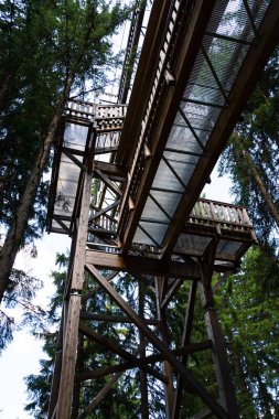 En yüksek ağaç taç iz Avrupa'da, Saalbach-Hinterglemm Vadisi, Alp Dağları, Avusturya, yaz günü