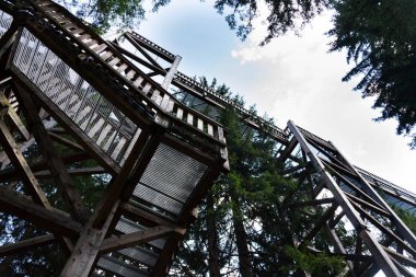 En yüksek ağaç taç iz Avrupa'da, Saalbach-Hinterglemm Vadisi, Alp Dağları, Avusturya, yaz günü