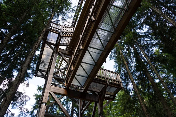 En yüksek ağaç taç iz Avrupa'da, Saalbach-Hinterglemm Vadisi, Alp Dağları, Avusturya, yaz günü