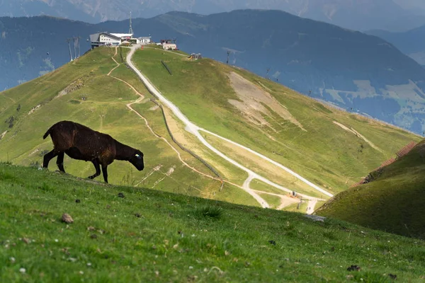 绵羊与 Schattberg Ost 山缆车驻地 Saalbach Hinterglemm 阿尔卑斯 奥地利 — 图库照片