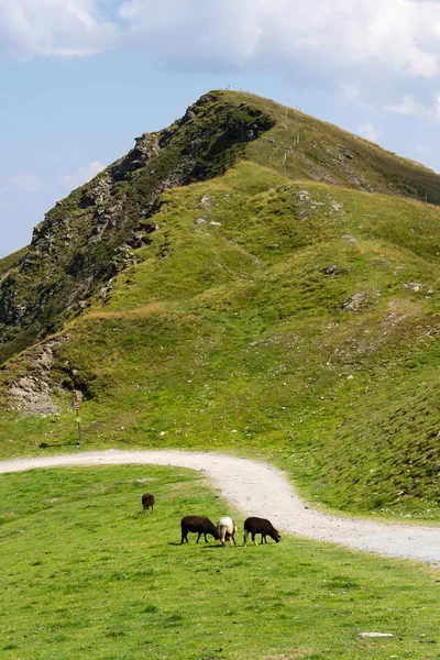 羊牧歌的な夏の山の風景 ザールバッハ ヒンターグレムのアルプス オーストリア — ストック写真
