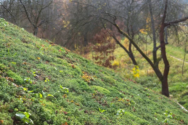 Εκτεταμένη Πράσινο Που Ζουν Sod Στέγη Βλάστηση Φαίνεται Από Μέσα — Φωτογραφία Αρχείου