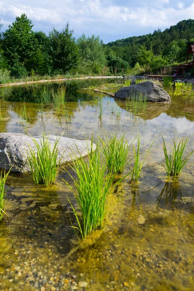 Plantas Utilizadas Lagoa Natação Natural Para Purificar Água — Fotografia de Stock