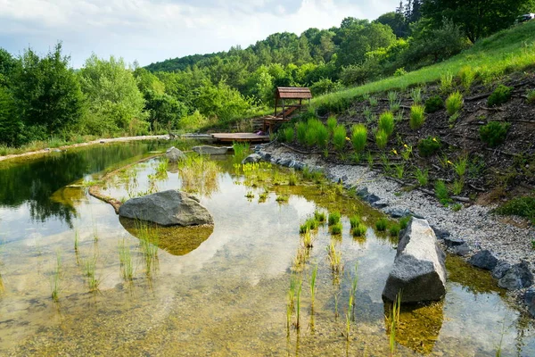 Plantas Utilizadas Lagoa Natação Natural Para Purificar Água — Fotografia de Stock