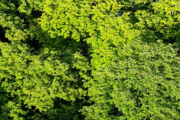 Красиві Дбайливі Зуби Зеленим Листям Каштанових Дерев Зверху Вид Повітря — стокове фото