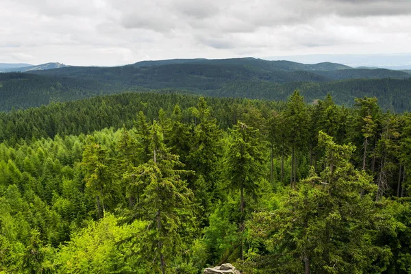Krásné Letní Forest Pohled Pajndl Vyhlídková Věž Zamračená Obloha Kopie — Stock fotografie