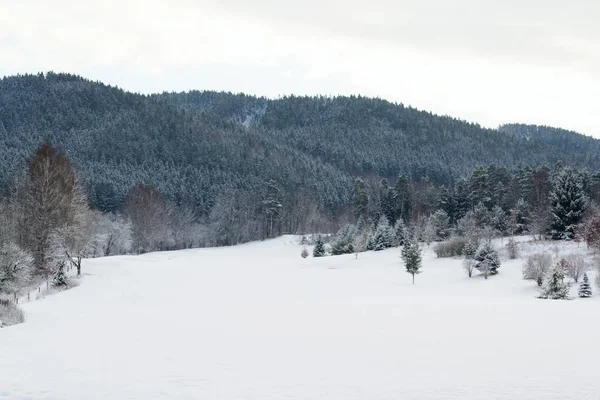 Schnee Auf Dem Golfplatz Winter Waldhintergrund Kopierraum — Stockfoto