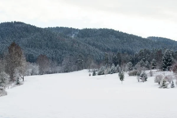 Snow Golf Course Winter Forest Background Copy Space — Stock Photo, Image