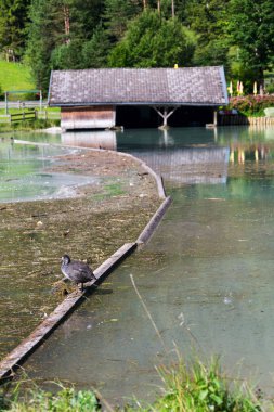 Duck with dock, Lake Pillersee, Sankt Ulrich am Pillersee, Avusturya
