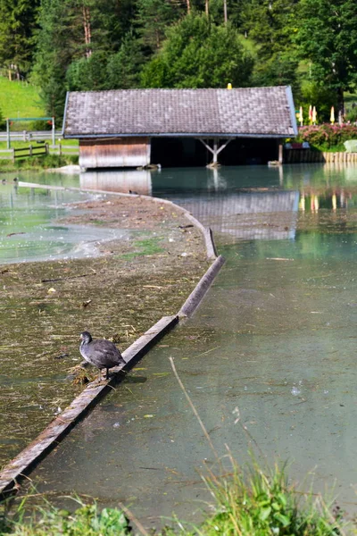 Duck Dock Lake Pillersee Sankt Ulrich Pillersee Austria — Stock Photo, Image