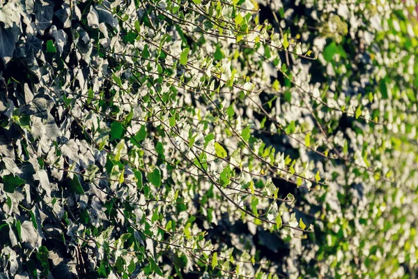 Вічнозелений Поширений Плющ Heder Helix Повзає Стіні Англійський Європейський Плющ — стокове фото