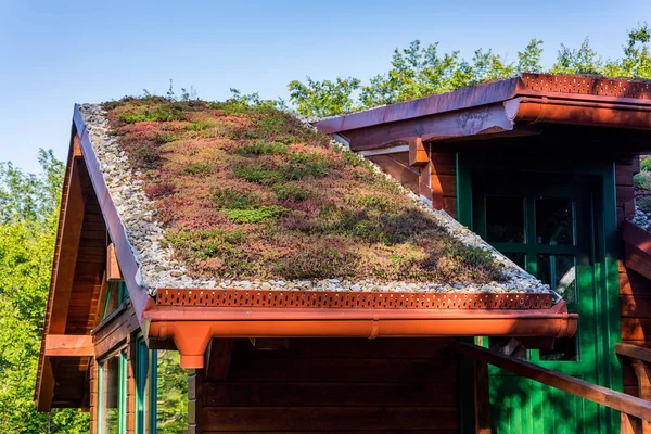 植生で覆われた広範な緑の生態系の生活の砂の屋根は 主にセダムSexangulare 無味石切りとして知られています ストック画像