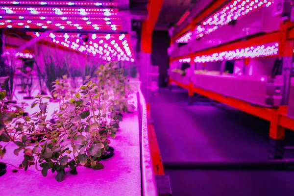 Verschillende Kruiden Groenten Groeien Onder Speciale Led Lampjes Riemen Aquaponics — Stockfoto