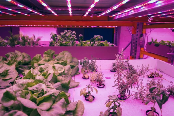 Varias Hierbas Verduras Crecen Bajo Los Cinturones Luces Led Especiales — Foto de Stock
