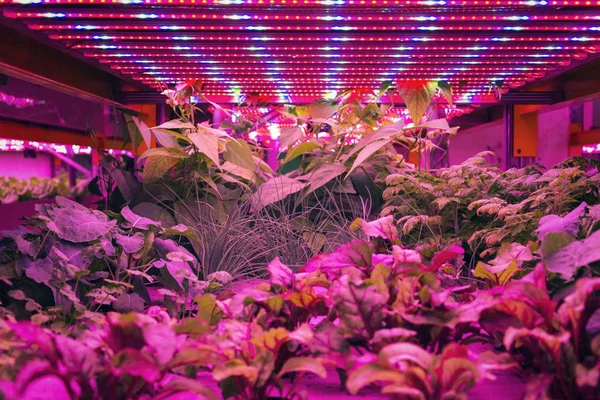 Verschillende Kruiden Groenten Groeien Onder Speciale Led Lampjes Riemen Aquaponics — Stockfoto