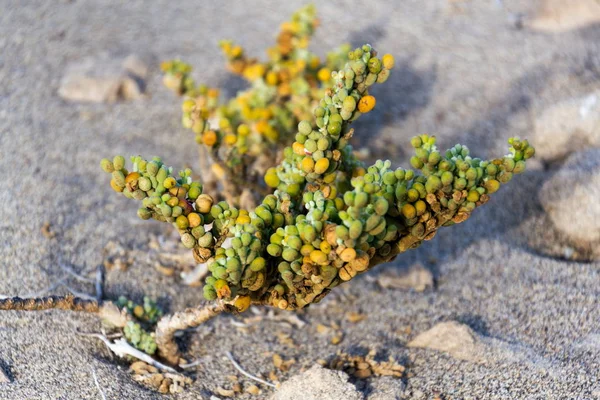 Tetraena Fontanesii Succulent Plant Zygophyllaceae Family Grows Sand Dunes Zygophyllum — Φωτογραφία Αρχείου