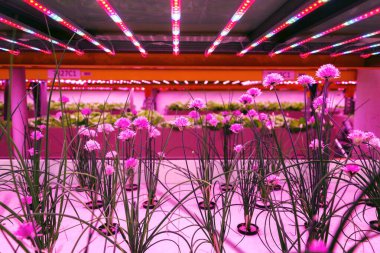 Aquaponics sisteminde Frenk soğanları, yapay ışıklandırma altında suda bitki yetiştiren hidroponik balık suları, Allium schoenoprasum