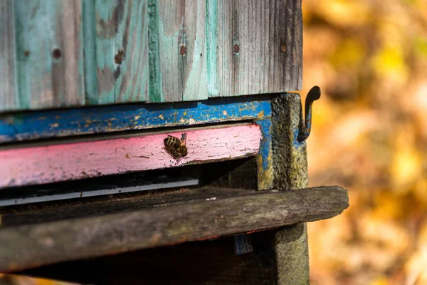 Bunte Bienenstöcke Aus Holz Herrlicher Herbstlicher Natur Sonniger Tag — Stockfoto