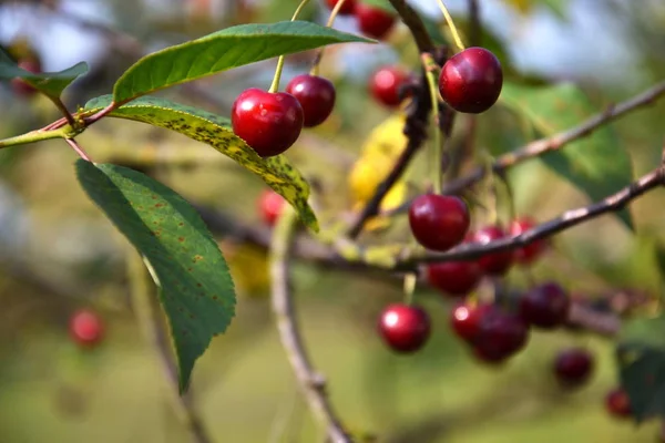 Cerises Mûres Rouges Sur Branche Cerisier Avec Des Feuilles Vertes — Photo