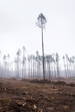 Tarla kuşu ve çam ağaçlarıyla ıssız alan, kabuk böceği felaketi, ladin kereste krizi, sisli gün.