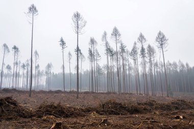 Tarla kuşu ve çam ağaçlarıyla ıssız alan, kabuk böceği felaketi, ladin kereste krizi, sisli gün.
