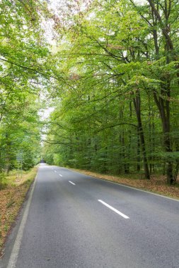 Yaprak döken ormanın ortasında bozuk çizgileri olan boş bir yol, yeşil ağaçlar sokağı, güneşli bir yaz günü, karbon gazı emisyonları veya seyahat tutkusu kavramı