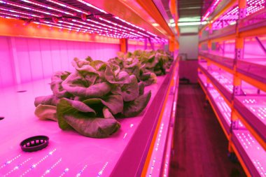 Aquaponics sisteminde marul üzerine özel LED ışık kemerleri. Balık suyuyla hidrofoniği birleştirmek, yapay ışıklandırma altında suda bitki yetiştirmek, kapalı alanlarda...
