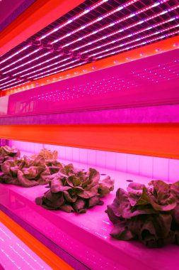 Aquaponics sisteminde marul üzerine özel LED ışık kemerleri. Balık suyuyla hidrofoniği birleştirmek, yapay ışıklandırma altında suda bitki yetiştirmek, kapalı alanlarda...