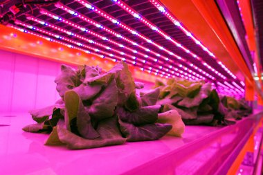 Aquaponics sisteminde marul üzerine özel LED ışık kemerleri. Balık suyuyla hidrofoniği birleştirmek, yapay ışıklandırma altında suda bitki yetiştirmek, kapalı alanlarda...