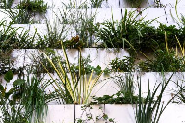 Kök zemin atık su arıtma ile yeşil dikey yaşam duvarı, modern binanın dış cephesi bitkilerin havalandırmasıyla soğutuluyor.