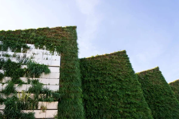 Parete Abitabile Verticale Verde Con Trattamento Acque Reflue Zona Radice — Foto Stock