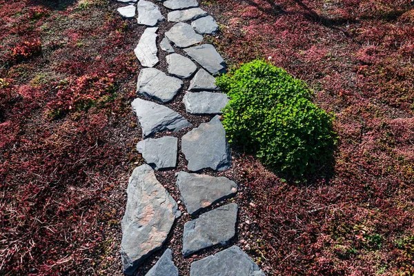 Rustic natural spaced-out stones garden path walkway with vegetation used on extensive green living roof