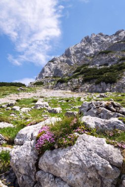 Alpler, Gosau 'daki Grosser Donnerkogel Dağı' nın tepesindeki dağlık kır çiçekleri, Yukarı Avusturya federal eyaleti, güneşli bir yaz günü, açık mavi gökyüzü, keşif gezintisi konsepti.