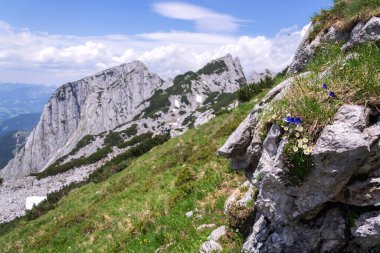 Alpler, Gosau 'daki Grosser Donnerkogel Dağı' nın tepesindeki dağlık kır çiçekleri, Yukarı Avusturya federal eyaleti, güneşli bir yaz günü, açık mavi gökyüzü, keşif gezintisi konsepti.