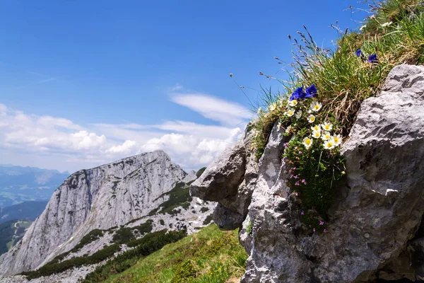 位于上奥地利州Gmunden区Gosau阿尔卑斯山区Grosser Donnerkogel山顶附近的高山野花 阳光明媚的夏日 晴朗的蓝天 探索漫漫情欲的概念 — 图库照片