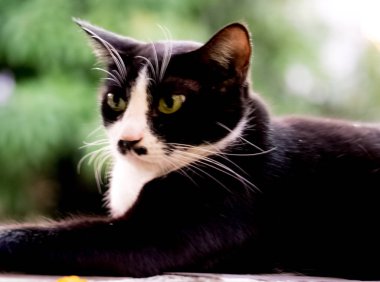 Şefkat, hayvan, antika, arka plan, güzel, siyah kedi, mavi, kahverengi, kamera, okşama, kedi, siluet, yakalama, dikkat, büyüleyici, temiz, yakın plan, bulutlar, konfor, con