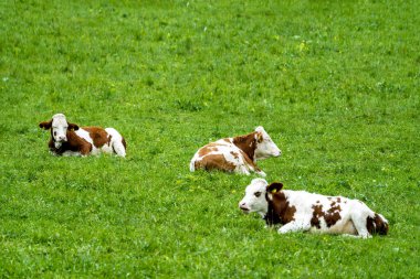 Süt inekleri yeşil bir tarlada güneşli ve parlak bir günde otluyor..