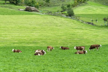 Süt inekleri yeşil bir tarlada güneşli ve parlak bir günde otluyor..