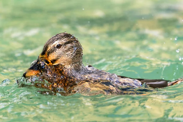 Pato Wimming Flutuando Água Ondulante Vítrea Lago — Fotografia de Stock