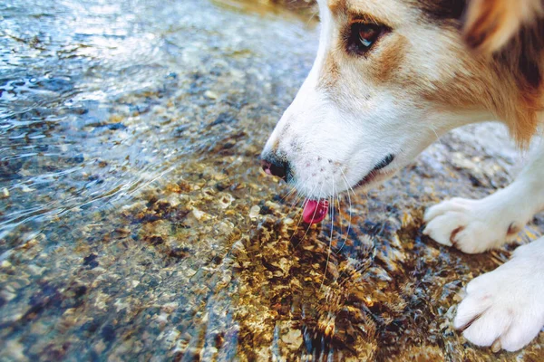 Chien Boit Eau Une Rivière — Photo