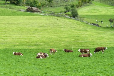 Süt inekleri yeşil bir tarlada güneşli ve parlak bir günde otluyor..