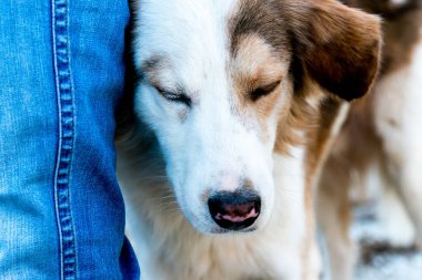 Sokak köpeği yoldan geçenin bacağını eğdi.