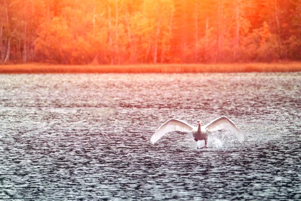 Белый Лебедь — стоковое фото