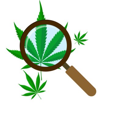 Büyüteçli yeşil kenevir yaprağı.