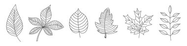İnce çizgi biçiminde çizilmiş yapraklar kümesi.