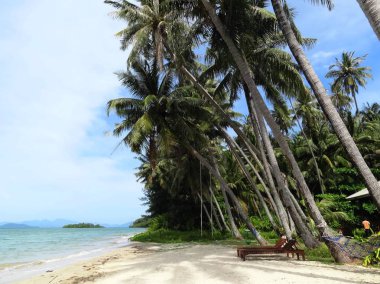 Tropik bir adanın plajı. Beyaz kum, mavi gökyüzü, deniz ve palmiye ağaçları