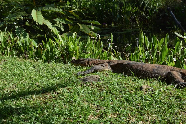 Наблюдайте Ящерицей Дикой Природе Юго Восточной Азии Монитор Ящерицы Зеленой — стоковое фото