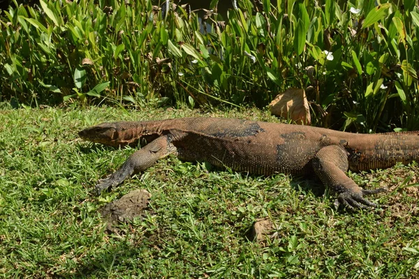 Surveiller Lézard Dans Nature Asie Sud Est Surveillez Lézard Dans — Photo