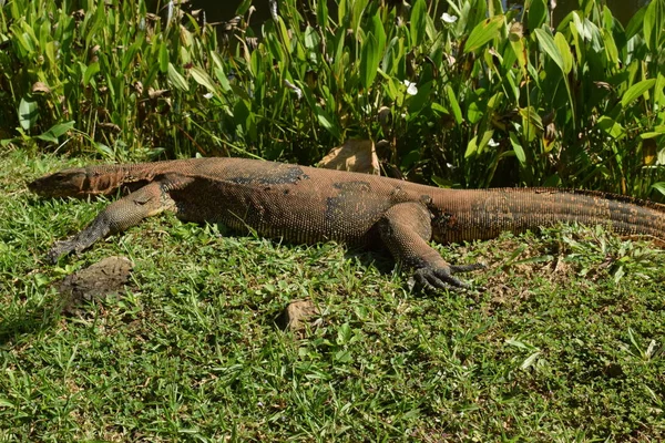 Surveiller Lézard Dans Nature Asie Sud Est Surveillez Lézard Dans — Photo